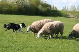 BORDER COLLIE - MOUTONS 092